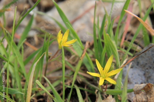 yellow flowers