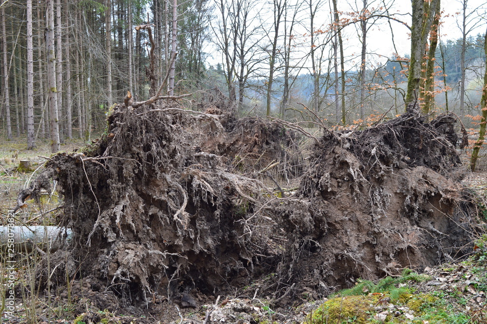 Gefallene Bäume. Naturwald nach dem Unwetter. Gefallene Bäume. Naturwald nach dem Unwetter.