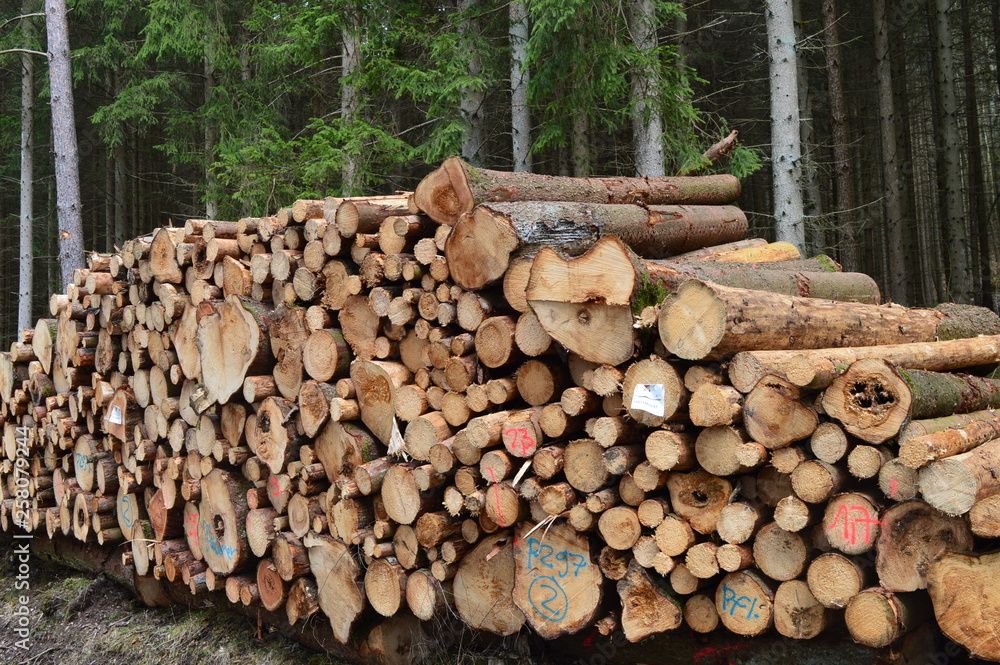 Stapel gesägte Bäume im Wald