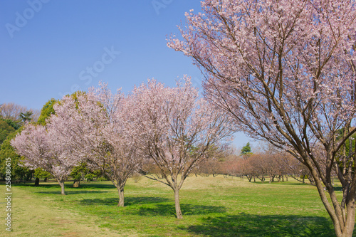 blooming cherry blossoms in the park