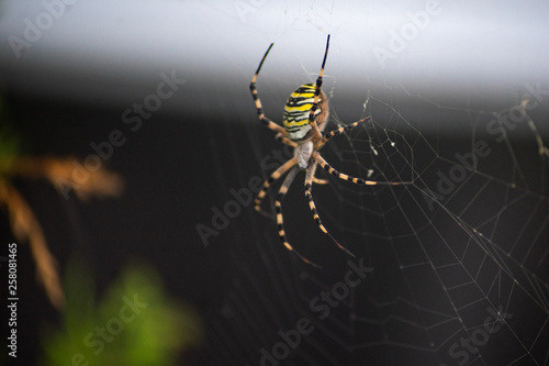 Obraz na plátně Eipere Facié