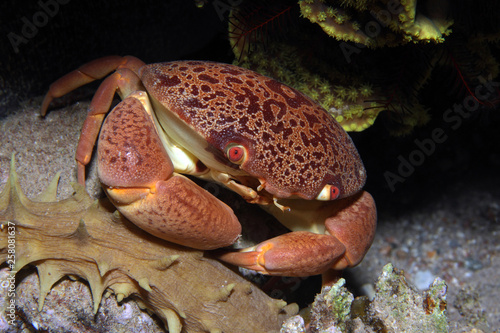 Carpilius convexus EG-14