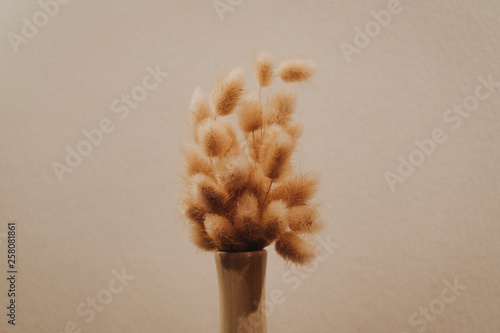 Dry flower in a vase