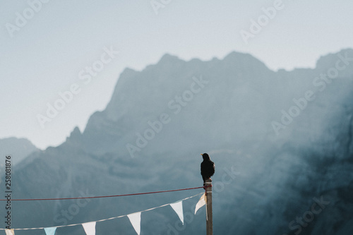 Bird in front of the mountains