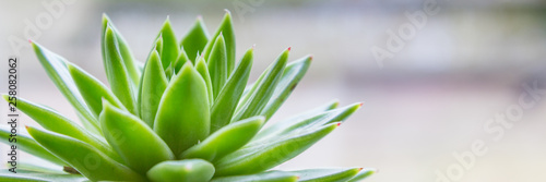 Banner with green Echeveria in front of a window