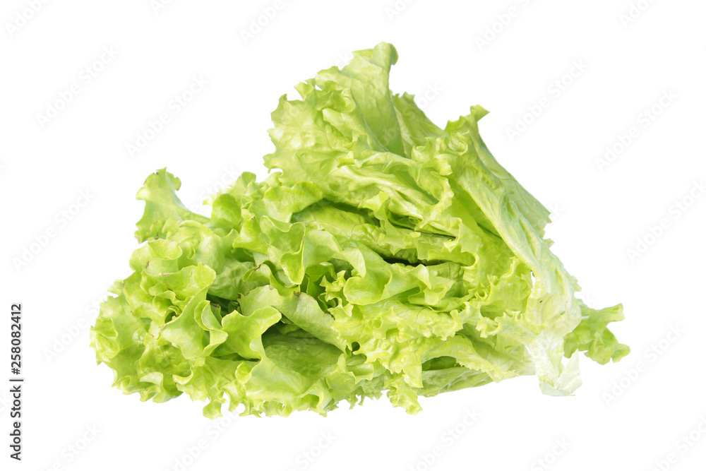 Fresh green leaves of batavia (salad lettuce) isolated on white background Fresh green leaves of batavia (salad lettuce) isolated on white background