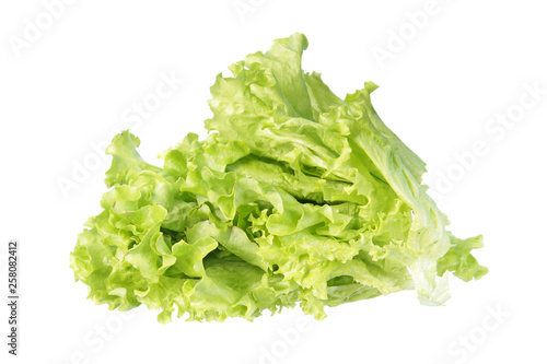 Fresh green leaves of batavia (salad lettuce) isolated on white background