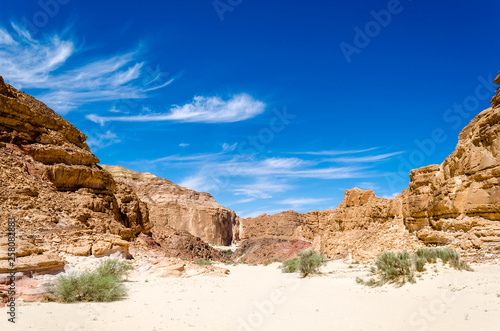 green bushes on the sand in a canyon in the desert against the backdrop of mountains and a blue sky with clouds in Egypt Dahab South Sinai