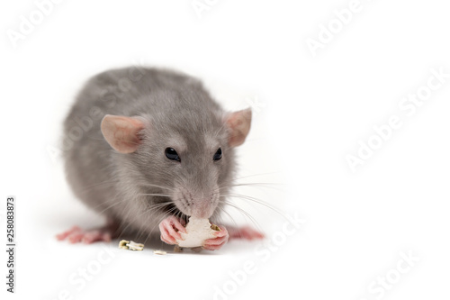 Isolated on white background a rat gnaws a pumpkin seed. Pink ears, black eyes, decorative rat.