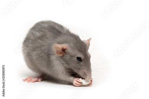 A rat on a white background gnaws a pumpkin seed. Pink ears, black eyes, decorative rat.