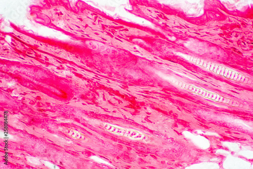 Cross section human skin tissue under microscope view.