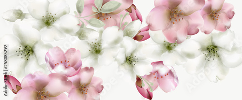 Cherry flowers watercolor Vector. Delicate spring blossom backgrounds