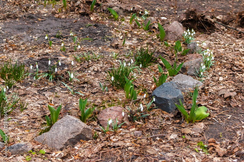 lots of snowdrops grow on a bed with stones in the garden. the first spring flowers grow on a bed in the forest, daytime.