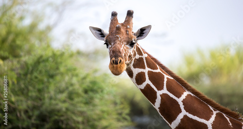 The face of a giraffe in close-up