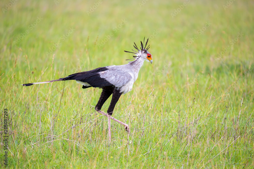 Fototapeta premium The bird secretary walks across a green field