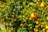 Mandarynki sad drzewo mandarynkowe owoce rosnące na drzewie