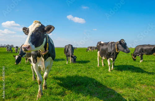 Herd of cows in a green meadow below a blue sky in sunlight in spring