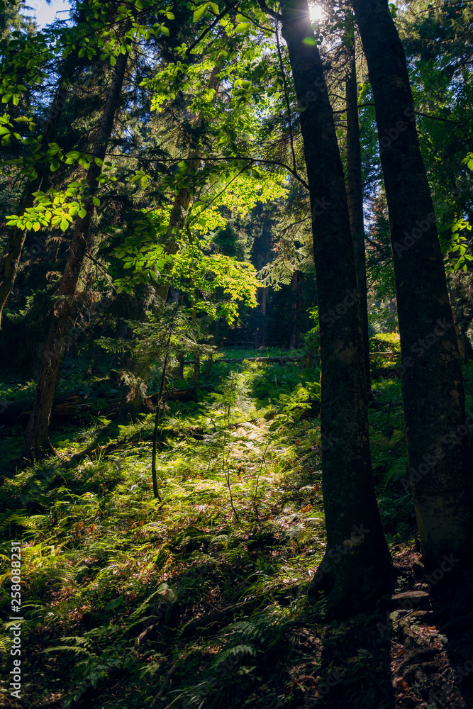 The sun's rays make their way through the foliage of tall fir trees in the forest. The sun's rays make their way through the foliage of tall fir trees in the forest.