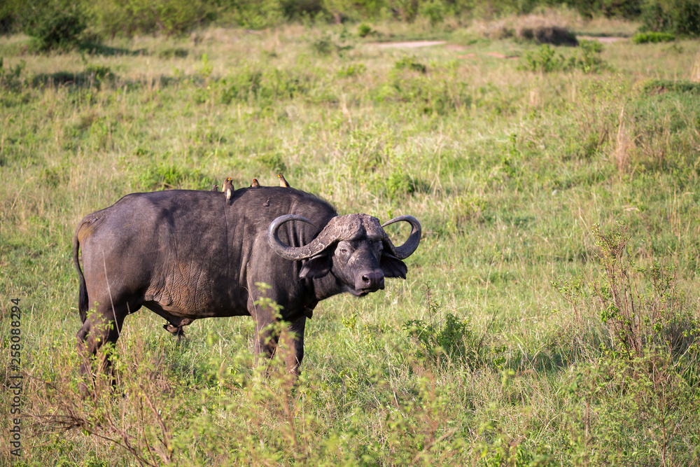 A buffalo with a white bird on its back is standing in a meadow