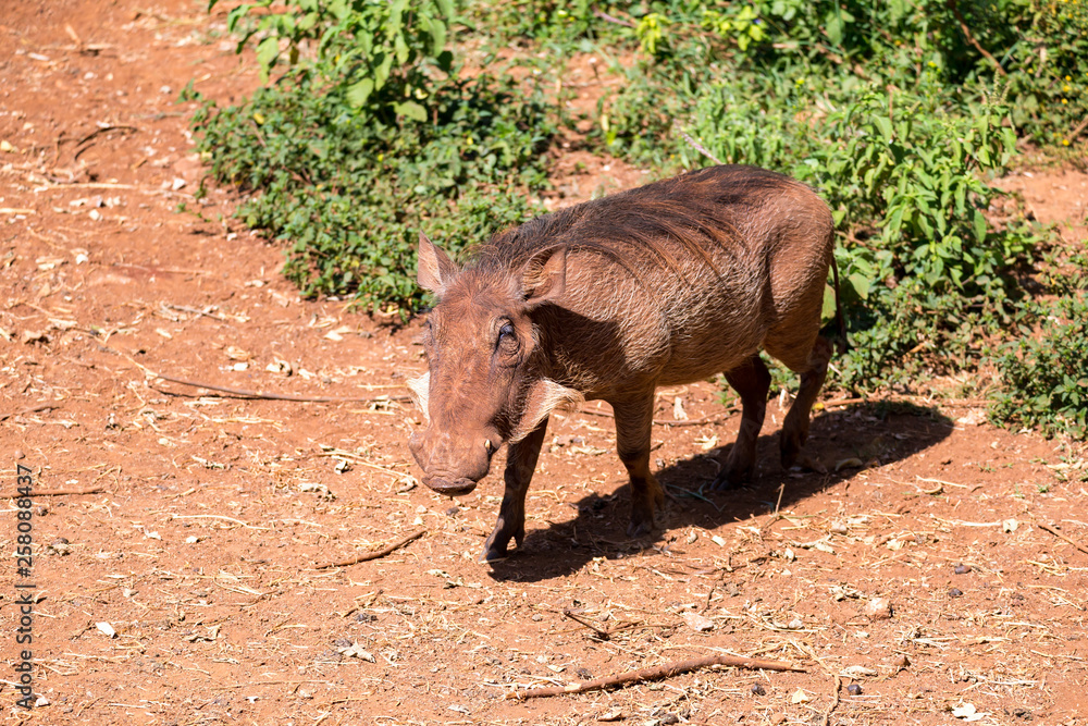 Fototapeta premium A warthog in the savannah of Kenya
