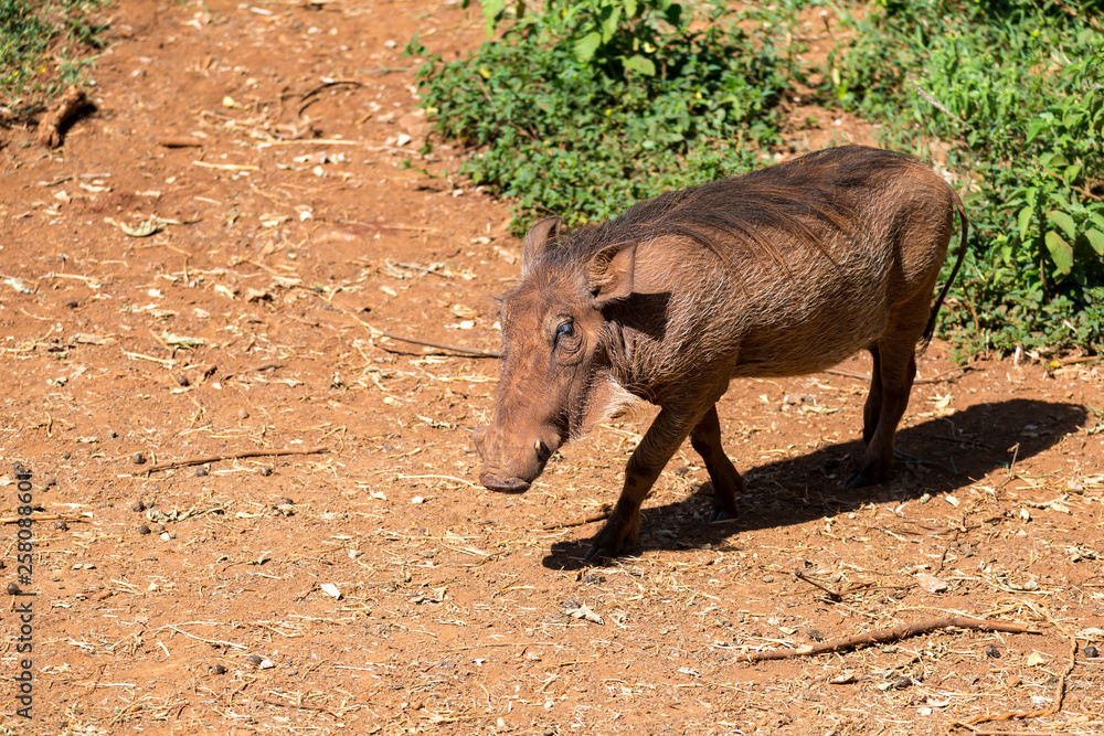 Fototapeta premium A warthog in the savannah of Kenya