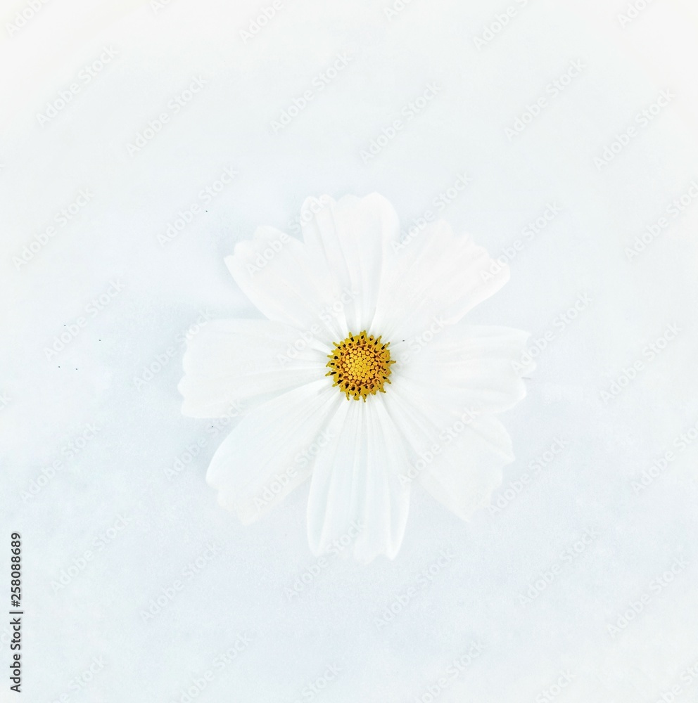 White cosmos flower is bloom, isolated on white background. White cosmos flower is bloom, isolated on white background.