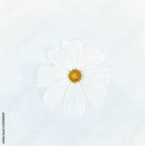 White cosmos flower is bloom, isolated on white background.