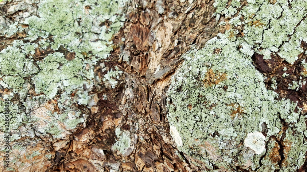Rough skin of tree bark. Rough skin of tree bark.