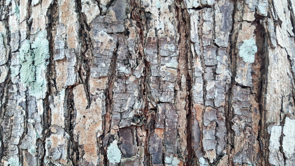 Rough skin of tree bark. Rough skin of tree bark.