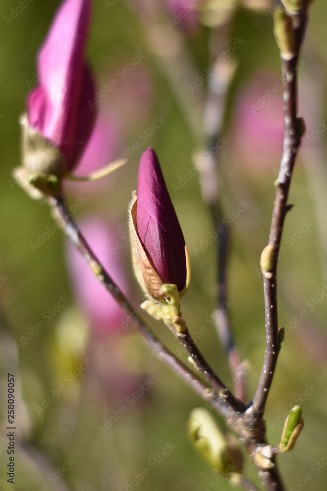Obraz premium Magnolienknospe (Magnolia)