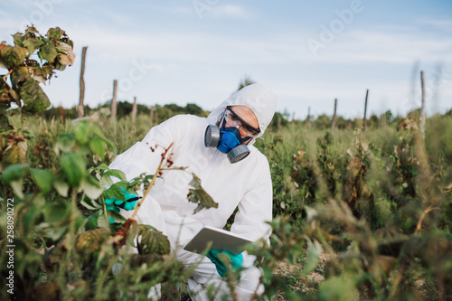 Weed control. Industrial agriculture researching. Man with digital tablet in protective suite and mask taking weed samples in the field. Natural hard light on sunny day.
