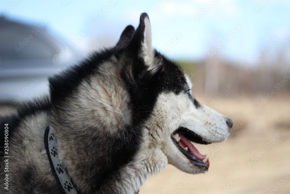 Black and white Husky walks in nature. Portrait of a dog. Details Black and white Husky walks in nature. Portrait of a dog. Details