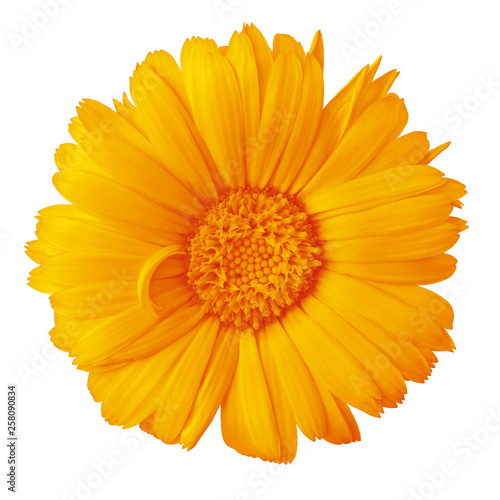 flower orange amber calendula isolated on a white background with clipping path. Close-up. Nature.