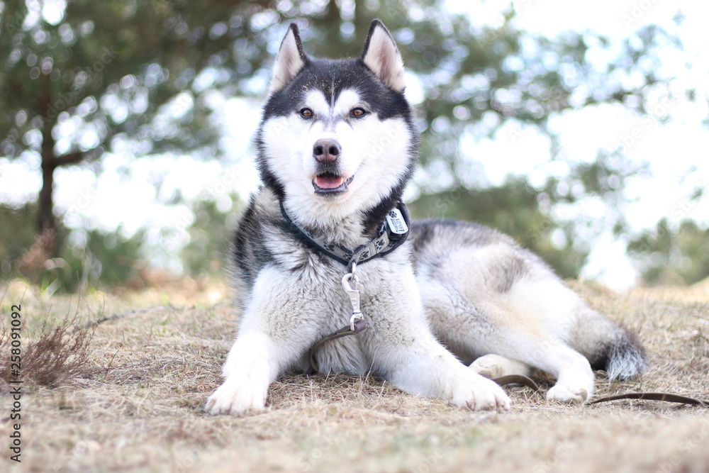 Black and white Husky walks in nature. Portrait of a dog. Details Black and white Husky walks in nature. Portrait of a dog. Details