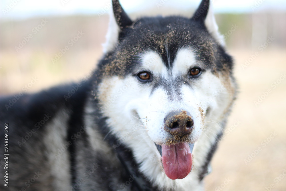 Black and white Husky walks in nature. Portrait of a dog. Details Black and white Husky walks in nature. Portrait of a dog. Details