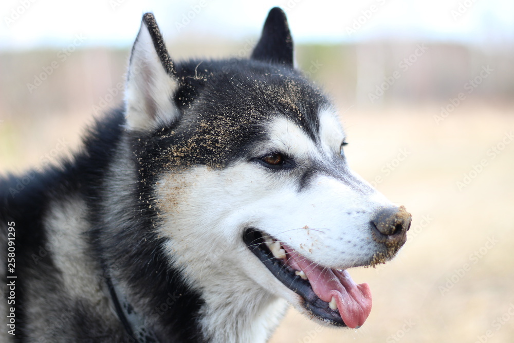 Black and white Husky walks in nature. Portrait of a dog. Details