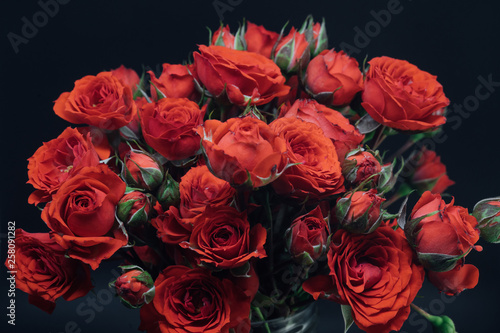red miniature rose bouquet on black background 