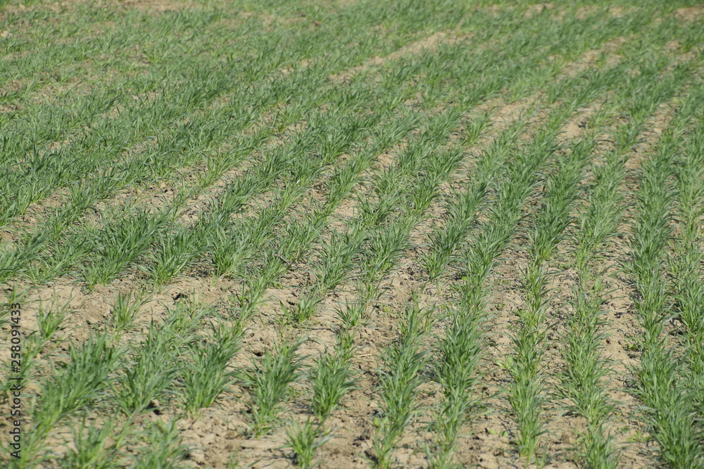 The field of winter wheat, making root dressing seedlings The field of winter wheat, making root dressing seedlings
