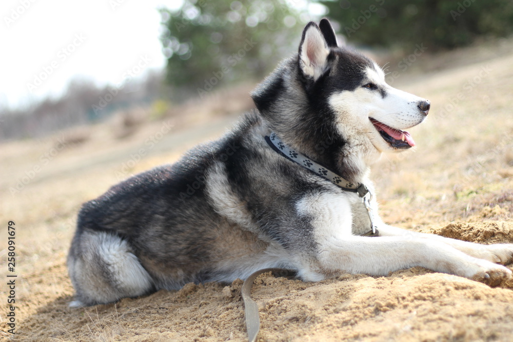 Black and white Husky walks in nature. Portrait of a dog. Details Black and white Husky walks in nature. Portrait of a dog. Details