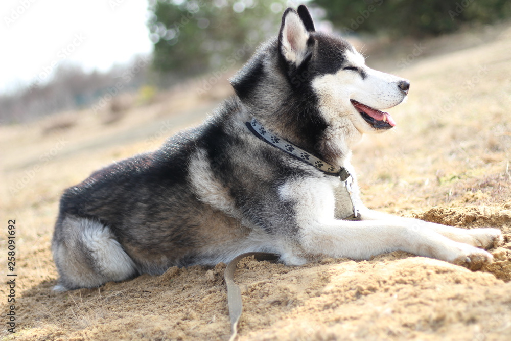 Black and white Husky walks in nature. Portrait of a dog. Details Black and white Husky walks in nature. Portrait of a dog. Details
