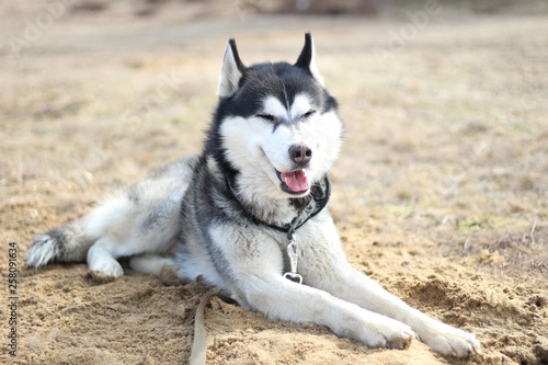 Black and white Husky walks in nature. Portrait of a dog. Details