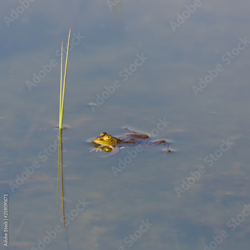 mirrored green frog (rana) swimming in water, reed stalk © Pascal Halder
