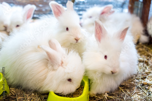 Three funny fluffy white Angora rabbit in a cage.