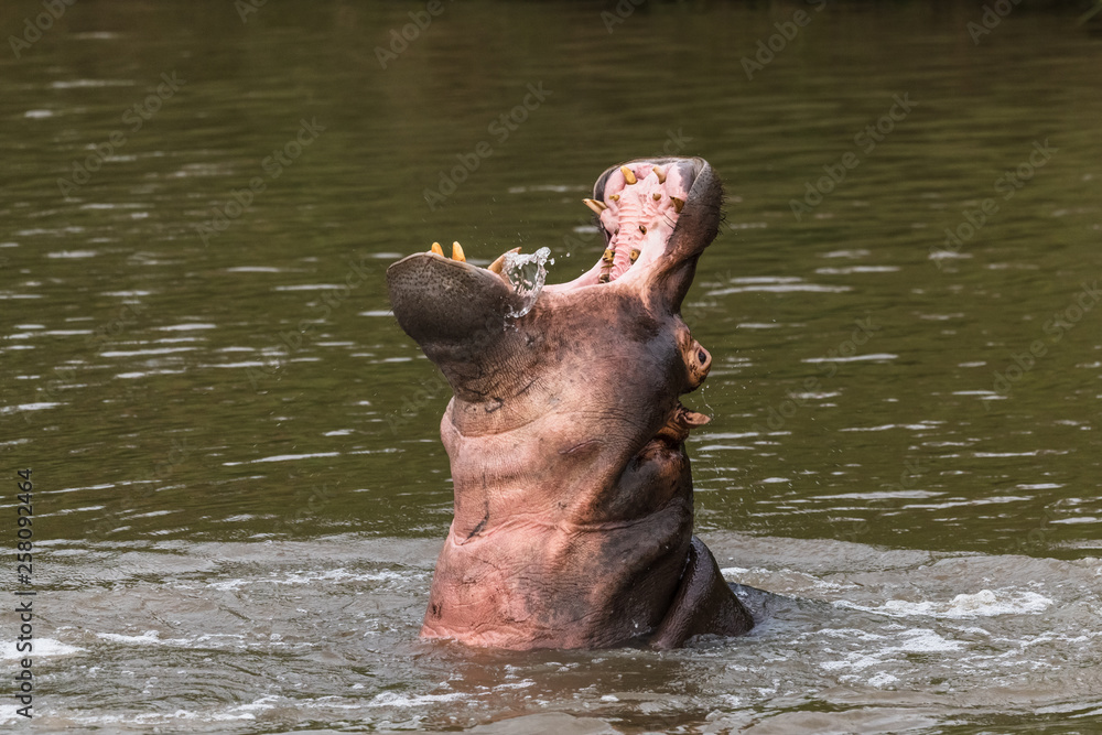 Fototapeta premium Nearly submerged hippotomus in blue water yawns wide open, showing all its teeth, facing mostly towards the camera, Ngorongoro Conservation Area, Tanzania