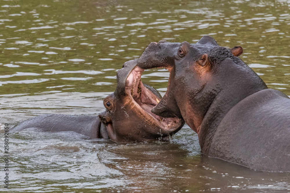 Nearly submerged hippotomus in blue water yawns wide open, showing all its teeth, facing mostly towards the camera, Ngorongoro Conservation Area, Tanzania Nearly submerged hippotomus in blue water yawns wide open, showing all its teeth, facing mostly towards the camera, Ngorongoro Conservation Area, Tanzania