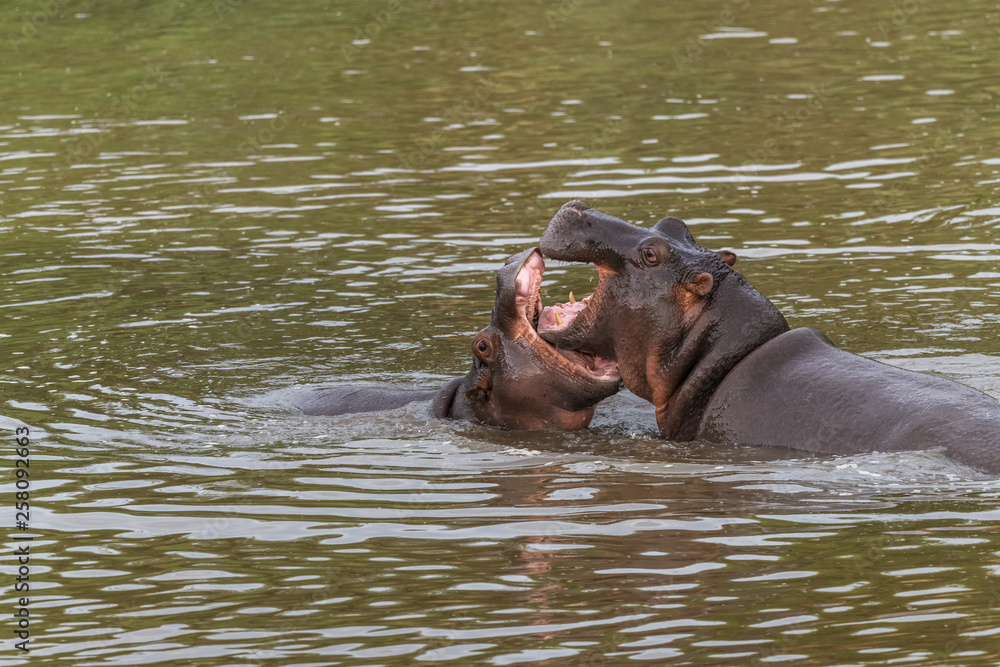 Fototapeta premium Nearly submerged hippotomus in blue water yawns wide open, showing all its teeth, facing mostly towards the camera, Ngorongoro Conservation Area, Tanzania