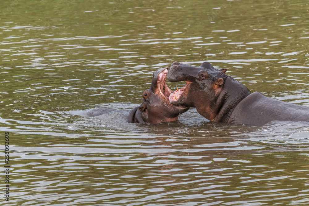 Nearly submerged hippotomus in blue water yawns wide open, showing all its teeth, facing mostly towards the camera, Ngorongoro Conservation Area, Tanzania Nearly submerged hippotomus in blue water yawns wide open, showing all its teeth, facing mostly towards the camera, Ngorongoro Conservation Area, Tanzania
