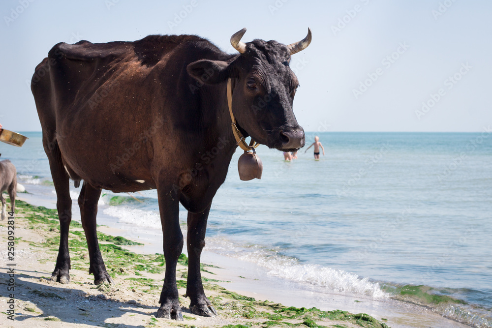 Thirsty domestic farm red black cow walks on sea beach coastline among people and dogs Thirsty domestic farm red black cow walks on sea beach coastline among people and dogs