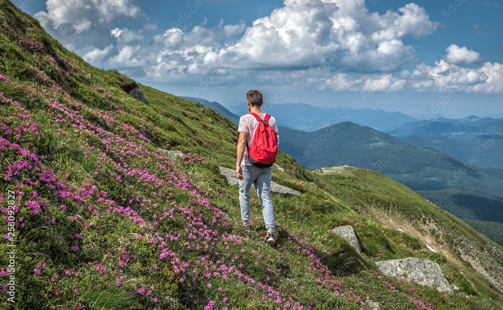 man traveler hike outdoor with backpack walks outside ascent in mountains , summer rue flowers