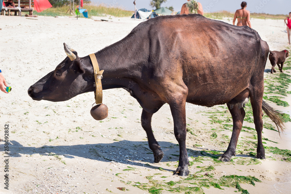 Thirsty domestic farm red black cow walks on sea coastal beach coastline among people Thirsty domestic farm red black cow walks on sea coastal beach coastline among people